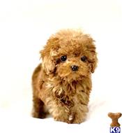 maltipoo puppy posted by NEW PUPPIES